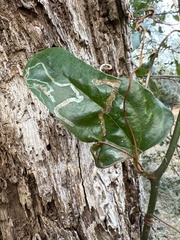 Liriomyza schmidti
