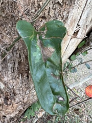 Liriomyza schmidti