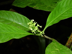 Palicourea racemosa