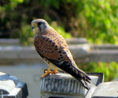 Falco tinnunculus canariensis