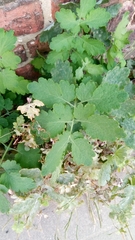 Chelidonium majus