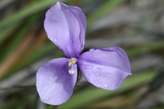 Patersonia occidentalis