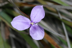 Patersonia occidentalis