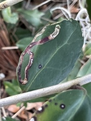 Phytomyza ilicis group