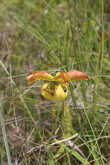 Sarracenia