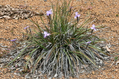 Patersonia occidentalis