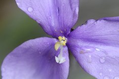 Patersonia occidentalis