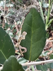 Phytomyza ilicis group