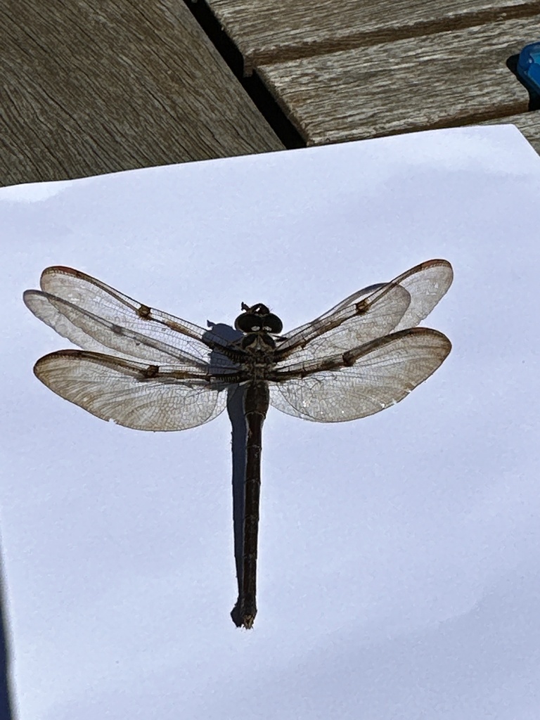 Eastern Evening Darner