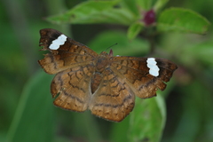 Emesis saturata