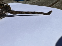 Telephlebia godeffroyi