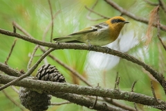 Peucedramus taeniatus