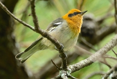 Peucedramus taeniatus