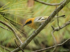 Peucedramus taeniatus
