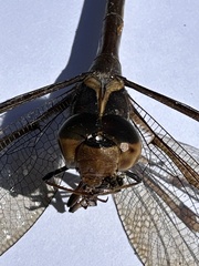 Telephlebia godeffroyi