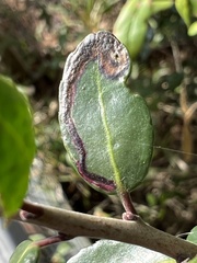 Phytomyza ilicis group