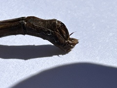 Telephlebia godeffroyi