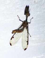 Dicromantispa interrupta