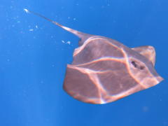 Pteroplatytrygon violacea