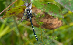 Eusynthemis guttata