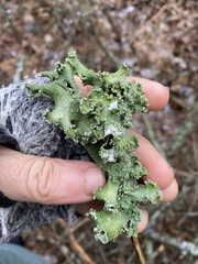 Punctelia caseana