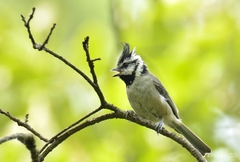 Baeolophus wollweberi