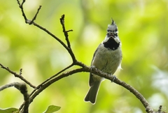 Baeolophus wollweberi