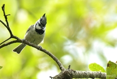 Baeolophus wollweberi