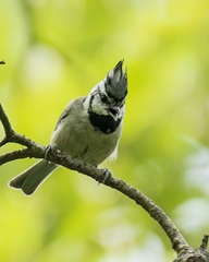 Baeolophus wollweberi