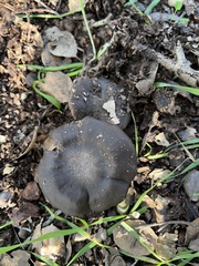 Entoloma ferruginans