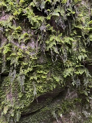 Dendroalsia abietina