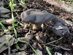 Entoloma ferruginans