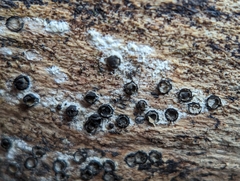 Rosellinia