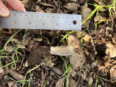 Entoloma ferruginans