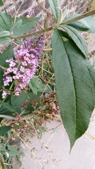 Buddleja davidii