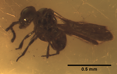Proctotrupoidea