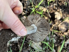Entoloma ferruginans