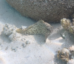 Epinephelus quoyanus