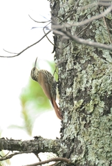 Lepidocolaptes leucogaster