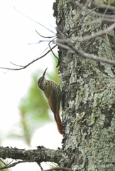 Lepidocolaptes leucogaster