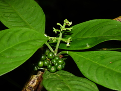 Palicourea racemosa