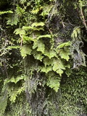 Dendroalsia abietina