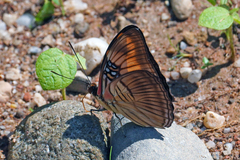 Adelpha mesentina