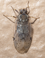 Melanoliarus aridus