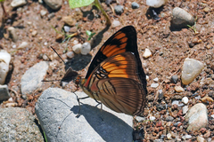 Adelpha mesentina