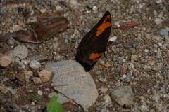 Adelpha mesentina