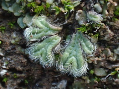 Riccia trichocarpa