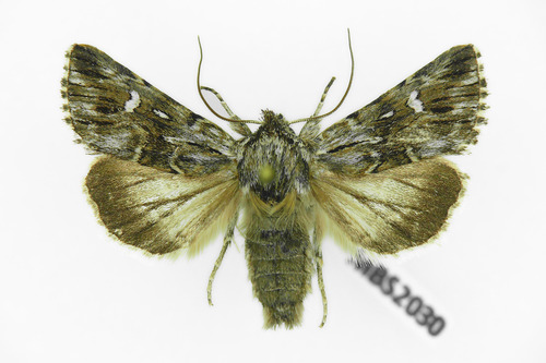 Toadflax Brocade Moth