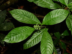 Palicourea racemosa
