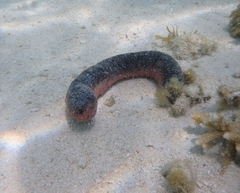 Holothuria edulis